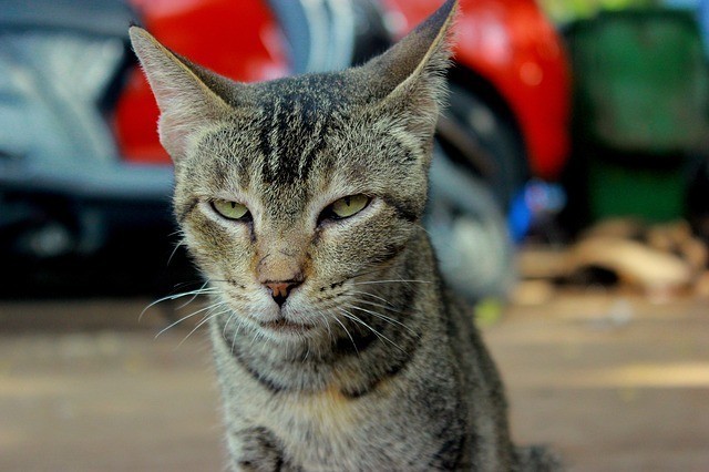 angry cat nuestra generacion